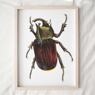 Black Scutellated Beetle Art Print