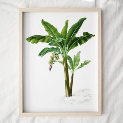 Banana Tree Art Print